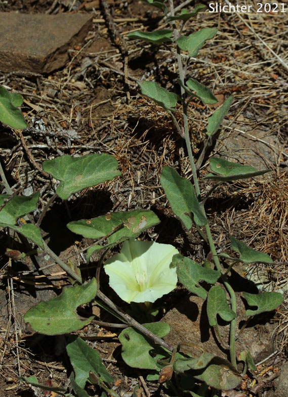 Pale Morning Glory: Calystegia occidentalis ssp. occidentalis (Synonyms: Convolvulus occidentalis ssp. fruticetorum, Convolvulus polymorphus, Calystegia polymorpha, Calystegia occidentalis var. occidentalis, Convolvulus occidentalis)