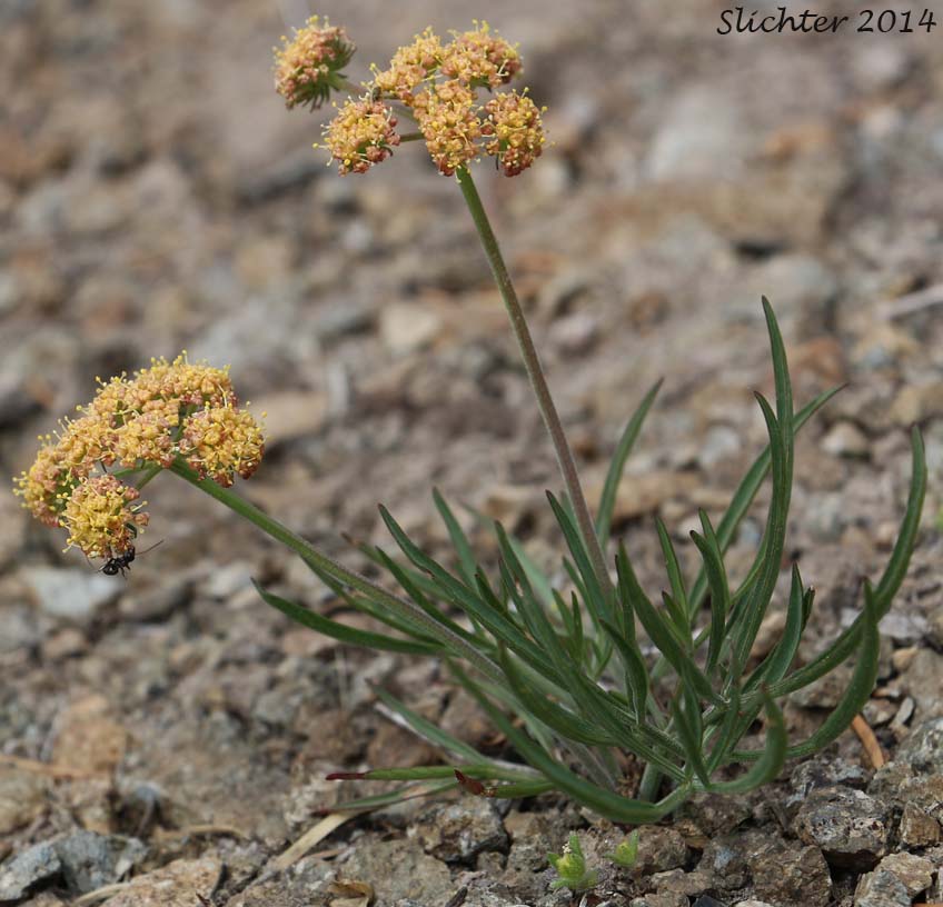Nine-leaf Biscuitroot, Nine-leaf Desert Parsley, Triternate Desert Parsley: Lomatium triternatum (Synonyms: Lomatium simplex var. leptophyllum, Lomatium triternatum var. alatum, Lomatium triternatum var. macrocarpum, Lomatium triternatum ssp. triternatum, Lomatium triternatum var. triternatum)
