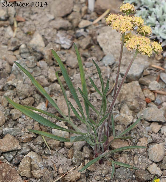 Nine-leaf Biscuitroot, Nine-leaf Desert Parsley, Triternate Desert Parsley: Lomatium triternatum (Synonyms: Lomatium simplex var. leptophyllum, Lomatium triternatum var. alatum, Lomatium triternatum var. macrocarpum, Lomatium triternatum ssp. triternatum, Lomatium triternatum var. triternatum)