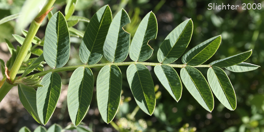 Pinnately compound leaf of western sweet-vetch: Hedysarum occidentale var. occidentale