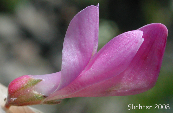 Flower of western sweet-vetch: Hedysarum occidentale var. occidentale
