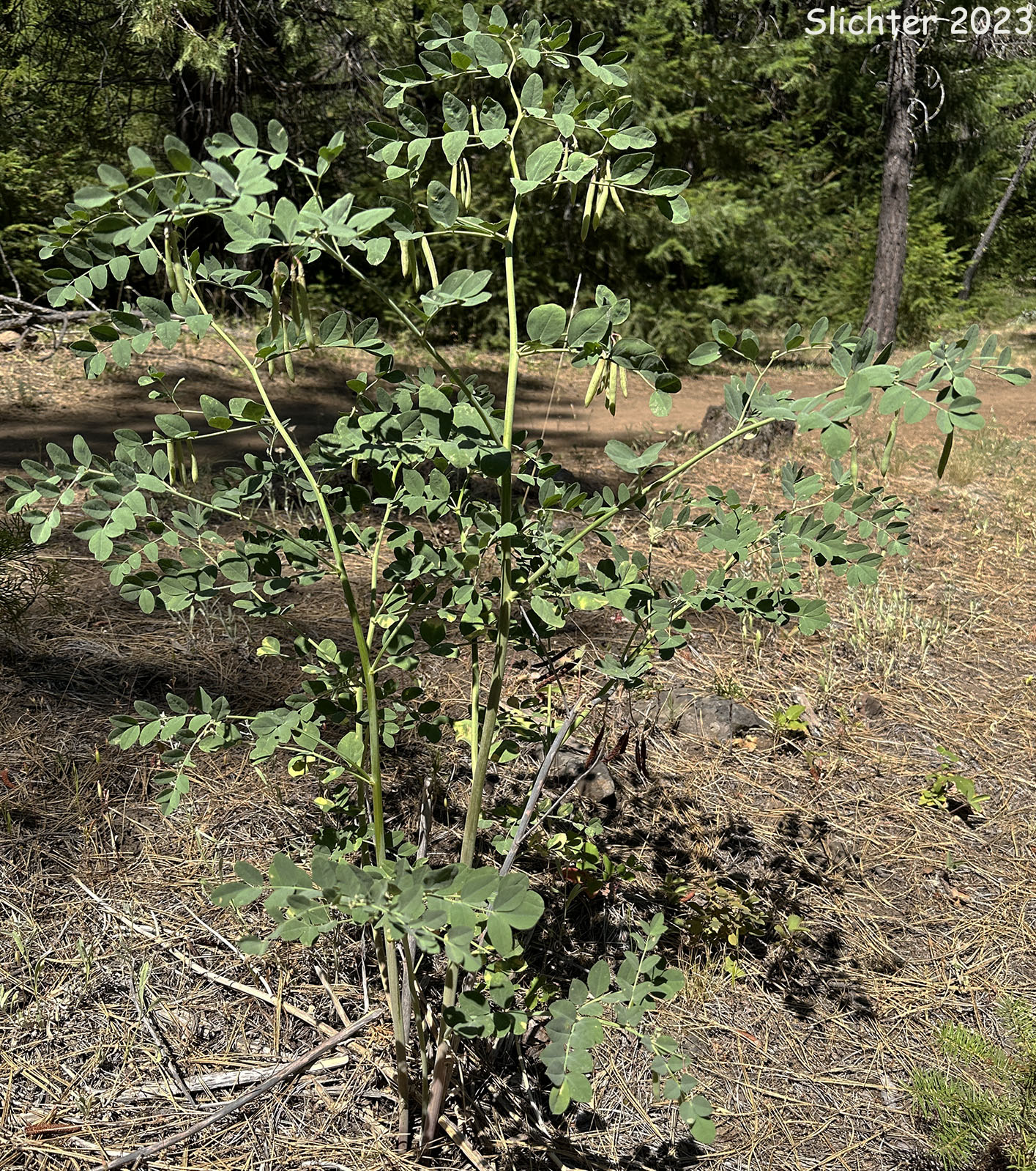 Big Deervetch: Hosackia crassifolia var. crassifolia (Synonyms: Lotus crassifolius, Lotus crassifolius var. crassifolius)