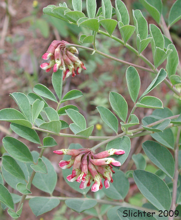 Big Deervetch: Hosackia crassifolia var. crassifolia (Synonyms: Lotus crassifolius, Lotus crassifolius var. crassifolius)