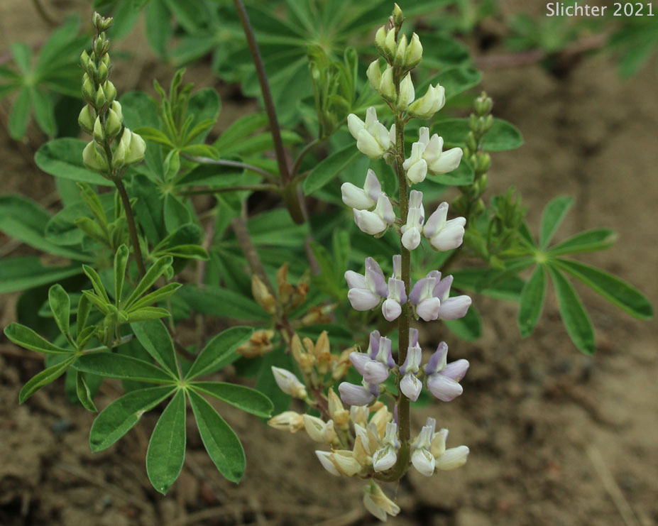 Pine Lupine, Sickle-keeled Lupine: Lupinus albicaulis var. albicaulis (Synonym: Lupinus albicaulis)