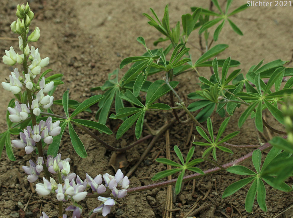 Pine Lupine, Sickle-keeled Lupine: Lupinus albicaulis var. albicaulis