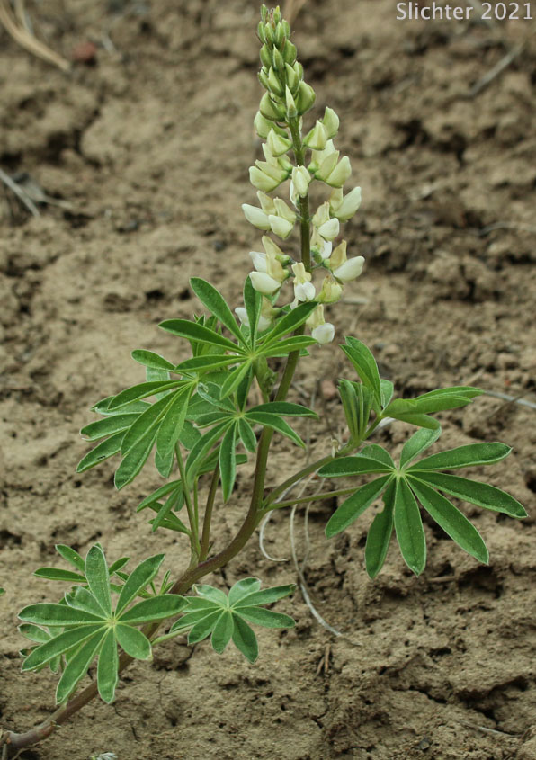 Pine Lupine, Sickle-keeled Lupine: Lupinus albicaulis var. albicaulis (Synonym: Lupinus albicaulis)