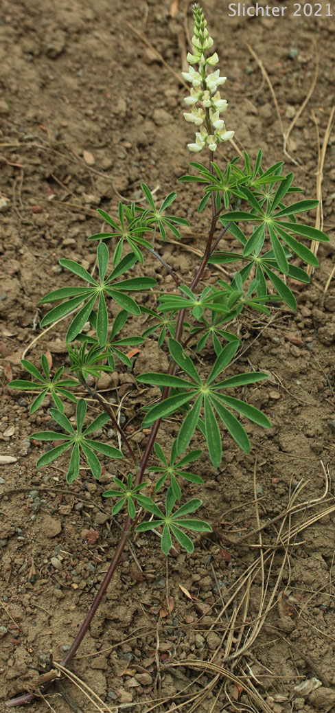 Pine Lupine, Sickle-keeled Lupine: Lupinus albicaulis var. albicaulis (Synonym: Lupinus albicaulis)