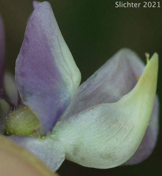 Pine Lupine, Sickle-keeled Lupine: Lupinus albicaulis var. albicaulis (Synonym: Lupinus albicaulis)