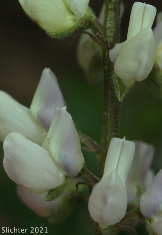 Pine Lupine, Sickle-keeled Lupine: Lupinus albicaulis var. albicaulis (Synonym: Lupinus albicaulis)