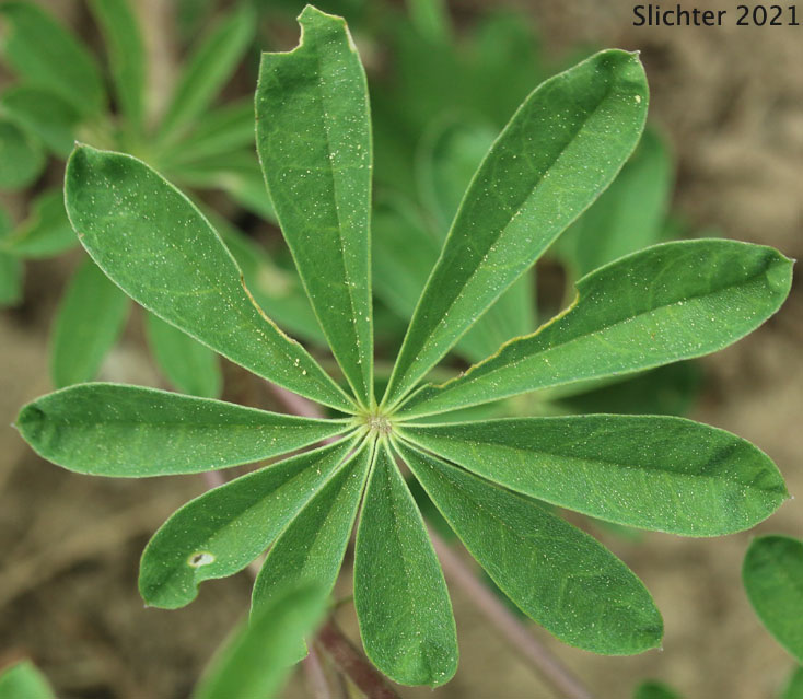 Pine Lupine, Sickle-keeled Lupine: Lupinus albicaulis var. albicaulis (Synonym: Lupinus albicaulis)