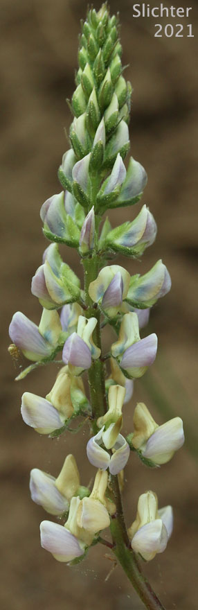 Pine Lupine, Sickle-keeled Lupine: Lupinus albicaulis var. albicaulis (Synonym: Lupinus albicaulis)