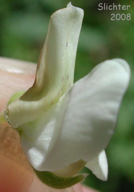 Flower of Drew's Silky Lupine: Lupinus albicaulis var. shastensis (Synonyms: Lupinus adsurgens, Lupinus adsurgens var. adsurgens, Lupinus andersonii, Lupinus dalesiae, Lupinus gormanii, Lupinus pumicola)