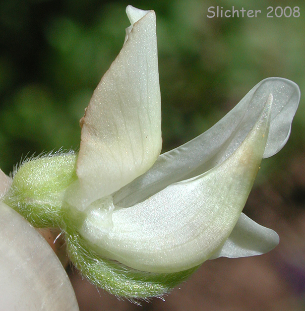 Flower of Drew's Silky Lupine: Lupinus albicaulis var. shastensis (Synonyms: Lupinus adsurgens, Lupinus adsurgens var. adsurgens, Lupinus andersonii, Lupinus dalesiae, Lupinus gormanii, Lupinus pumicola)