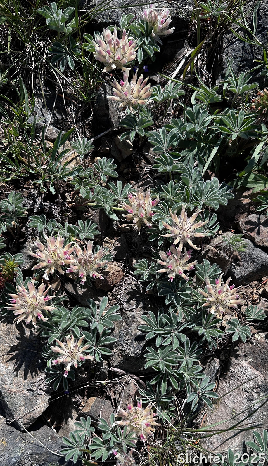 Big-head Clover, Big-headed Clover, Large-head Clover: Trifolium macrocephalum (Synonyms: Lupinaster macrocephalus, Trifolium macrocephalum var. caeruleomontanum)