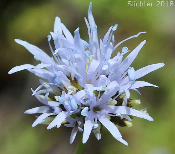 Bluefield Gilia, Bluehead Gilia, Globe Gilia: Gilia capitata ssp. capitata