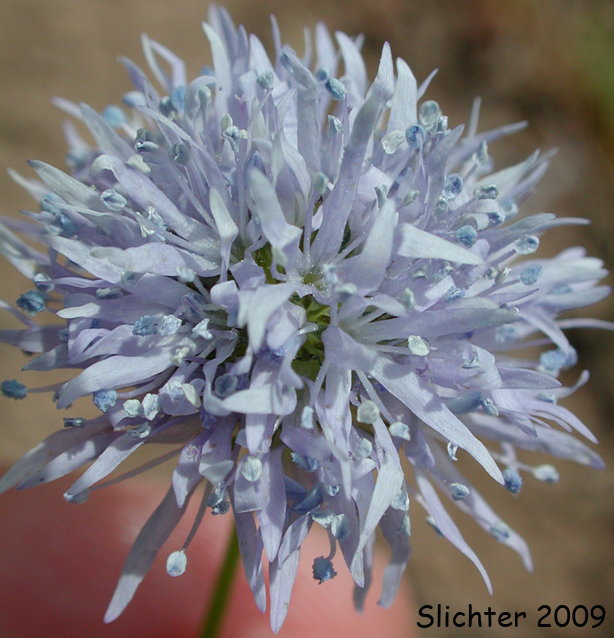 Bluefield Gilia, Bluehead Gilia, Globe Gilia: Gilia capitata ssp. capitata