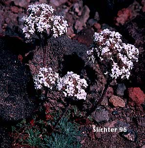 Pinnate Ballhead Gilia, Many-flowered Gilia: Ipomopsis congesta ssp. montana