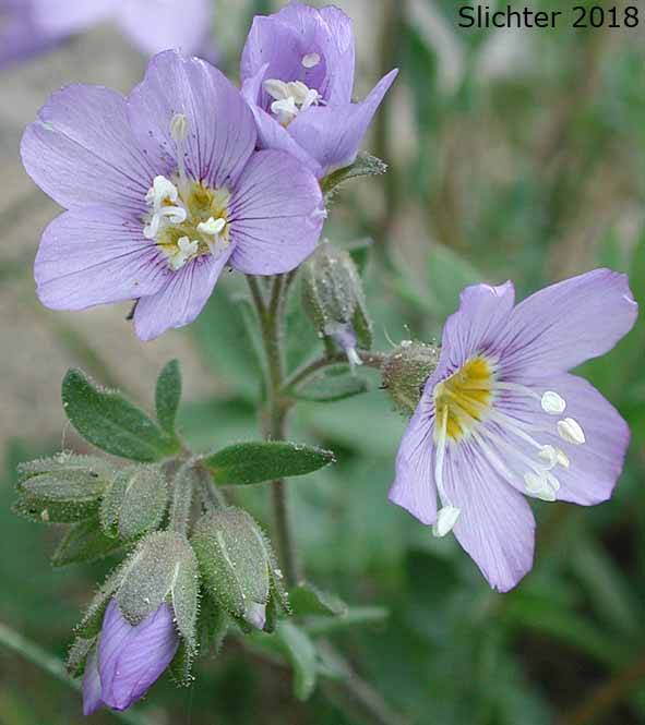 Flowers of Showy Polemonium, Showy Jacob's-ladder, Jacob's-ladder, Skunk-leaved Polemonium: Polemonium pulcherrimum ssp. pulcherrimum (Synonyms: Polemonium berryi, Polemonium haydenii, Polemonium pilosum, Polemonium pulcherrimum var. pilosum, Polemonium pulcherrimum var. pulcherrimum, Polemonium shastense)