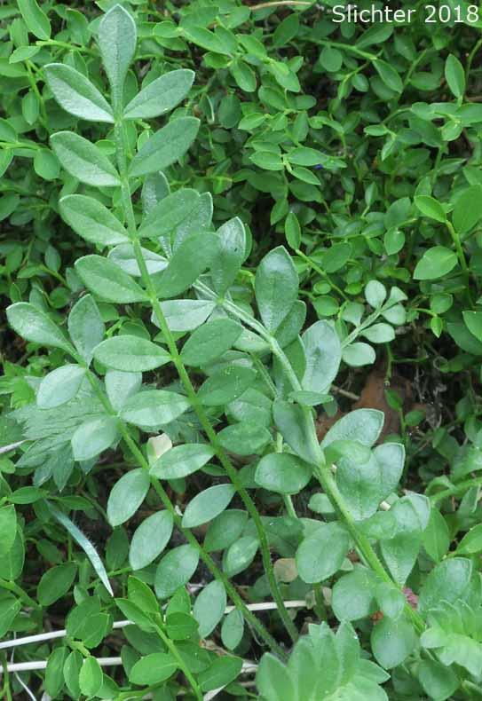 Compound pinnate leaves of Showy Polemonium, Showy Jacob's-ladder, Jacob's-ladder, Skunk-leaved Polemonium: Polemonium pulcherrimum ssp. pulcherrimum (Synonyms: Polemonium berryi, Polemonium haydenii, Polemonium pilosum, Polemonium pulcherrimum var. pilosum, Polemonium pulcherrimum var. pulcherrimum, Polemonium shastense)