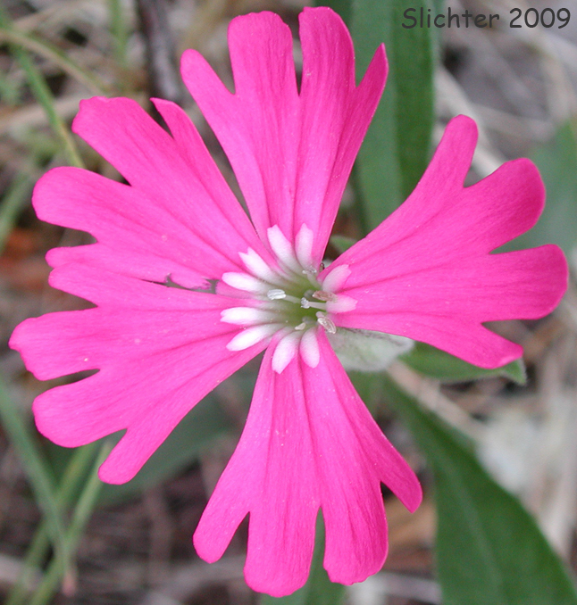 Hooker's Catchfly, Hooker's Pink, Hooker's Indian-pink: Silene hookeri ssp. hookeri (Synonyms: Silene hookeri ssp. pulverulenta, Silene pulverulenta)