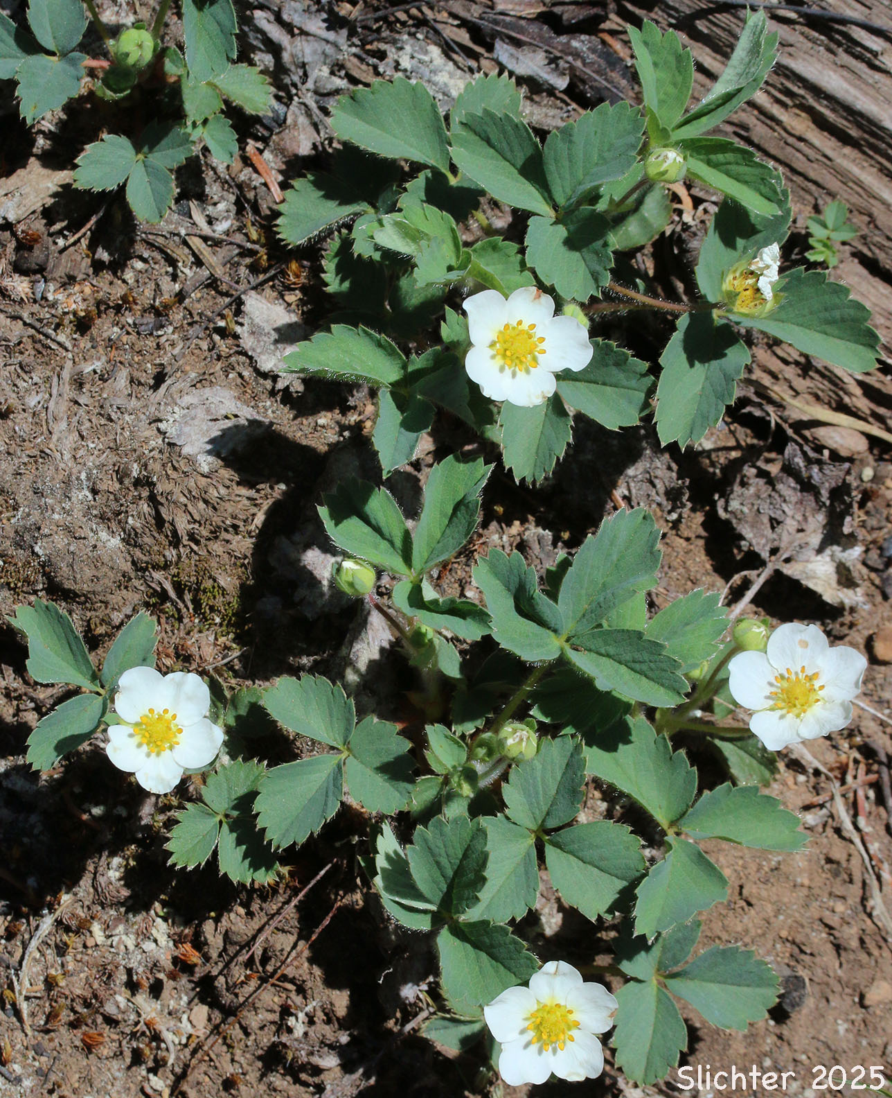 Broad-petal Strawberry, Wild Strawberry, Mountain Strawberry, Virginia Strawberry, Blueleaf Strawberry: Fragaria virginiana ssp. glauca (Synonyms: Fragaria platypetala, Fragaria virginiana ssp. platypetala, Fragaria virginiana var. platypetala)