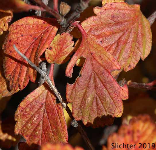Rock Spiraea: Holodiscus microphyllus var. microphyllus (Synonyms: Holodiscus discolor var. dumosus, Holodiscus discolor var. microphyllus, Holodiscus dumosus var. dumosus)