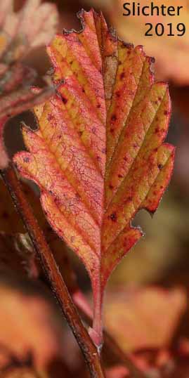 Rock Spiraea: Holodiscus microphyllus var. microphyllus (Synonyms: Holodiscus discolor var. dumosus, Holodiscus discolor var. microphyllus, Holodiscus dumosus var. dumosus)