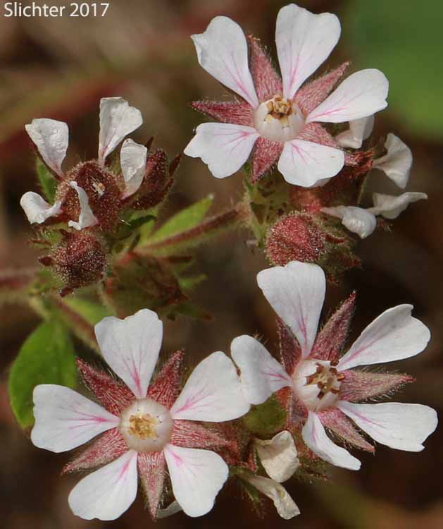 Flowers of Tawny Horkelia, Pink Pinwheels: Horkelia fusca ssp. fusca (Synonyms: Horkelia brownii, Horkelia caeruleomontana, Horkelia fusca ssp. parviflora, Horkelia fusca var. fusca, Horkelia parviflora, Horkelia tenuisecta, Potentilla andersonii, Potentilla capitata, Potentilla douglasii var. tenuisecta)