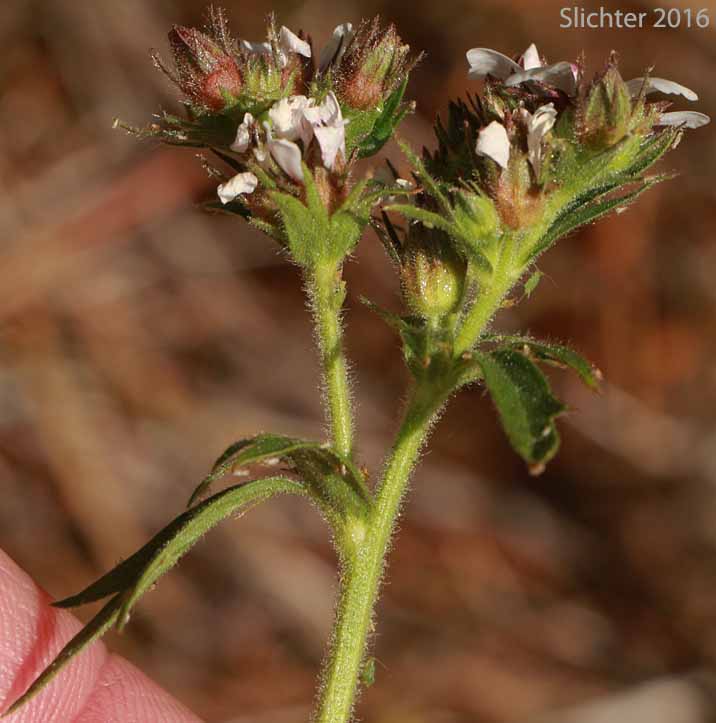 Sideview of the inflorescence of Tawny Horkelia, Pink Pinwheels: Horkelia fusca ssp. fusca (Synonyms: Horkelia brownii, Horkelia caeruleomontana, Horkelia fusca ssp. parviflora, Horkelia fusca var. fusca, Horkelia parviflora, Horkelia tenuisecta, Potentilla andersonii, Potentilla capitata, Potentilla douglasii var. tenuisecta)
