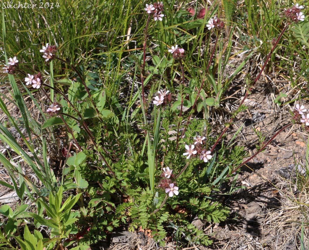 Tawny Horkelia, Pink Pinwheels: Horkelia fusca ssp. fusca 