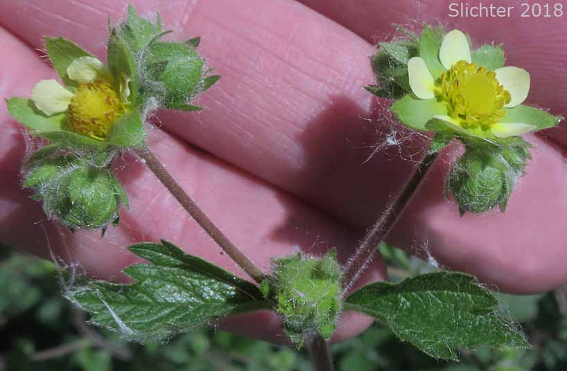 Inflorescence of Sticky Cinquefoil: Drymocallis glandulosa var. glandulosa (Synonyms: Drymocallis glandulosa, Potentilla glandulosa ssp. glandulosa, Potentilla glandulosa ssp. typica, Potentilla glandulosa var. glandulosa, Potentilla glandulosa var. incisa, Potentilla glandulosa ssp. typica, Potentilla rhomboidea, Potentilla valida)