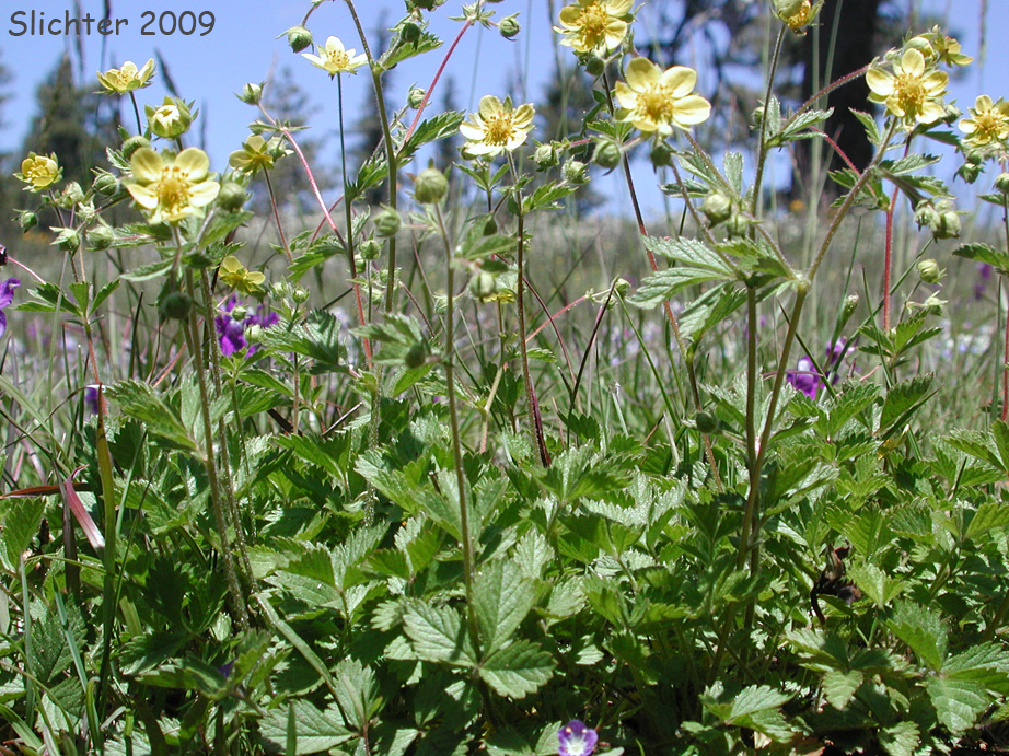 Sticky Cinquefoil: Drymocallis glandulosa var. glandulosa (Synonyms: Drymocallis glandulosa, Potentilla glandulosa ssp. glandulosa, Potentilla glandulosa ssp. typica, Potentilla glandulosa var. glandulosa, Potentilla glandulosa var. incisa, Potentilla glandulosa ssp. typica, Potentilla rhomboidea, Potentilla valida)