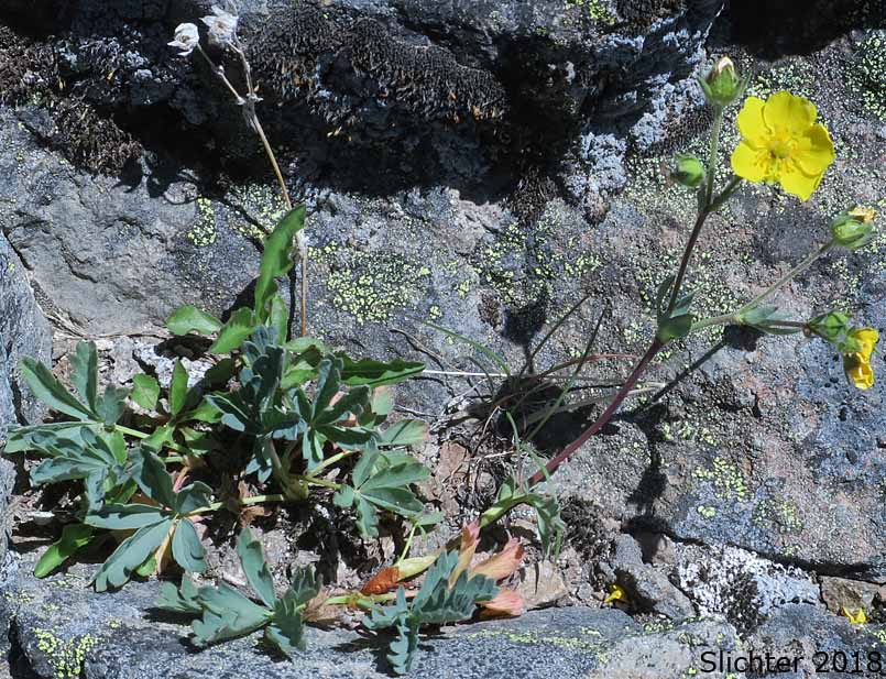 Different-leaved Cinquefoil, Diverse-leaved Cinquefoil, Mountain Meadow Cinquefoil, Varileaf Cinquefoil, Varied-leaf Cinquefoil: Potentilla glaucophylla var. glaucophylla (Synonyms: Potentilla diversifolia, Potentilla diversifolia var. diversifolia, Potentilla diversifolia ssp. glaucophylla, Potentilla diversifolia var. glaucophylla, Potentilla glaucophylla)
