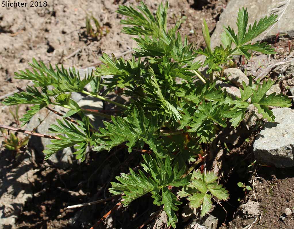 Leaves of Five-finger Cinquefoil, Graceful Cinquefoil, Slender Cinquefoil: Potentilla gracilis var. gracilis (Synonyms: Potentilla longipeduncluata, Potentilla macropetala)