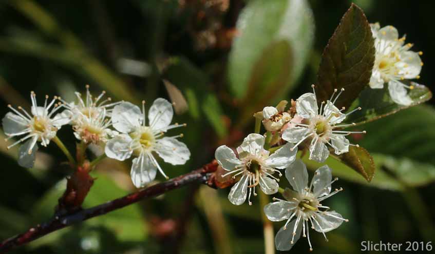 Bittercherry, Bitter Cherry, Shrubby Bitter Cherry: Prunus emarginata var. emarginata (Synonym: Cerasus emarginata)