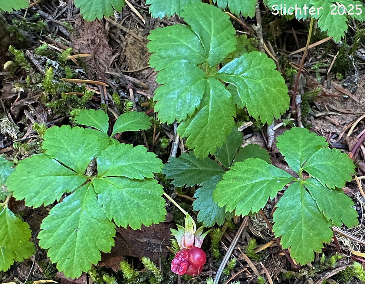 Five-leaf Bramble, Five-leaved Dwarf Bramble, Strawberry Bramble, Strawberry Dwarf Bramble, Strawberryleaf Raspberry: Rubus pedatus (Synonyms: Ametron pedatum, Comaropsis pedata, Dalibardia pedata, Psychrobatia pedata)