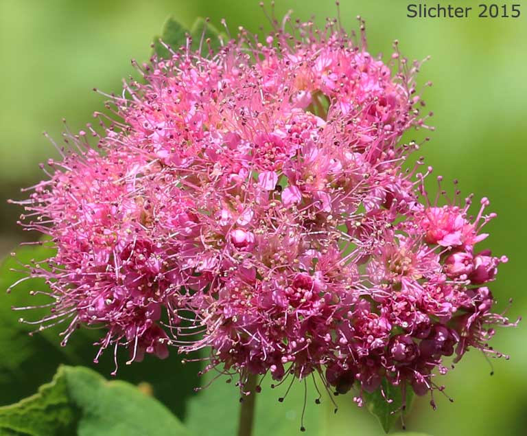 Subalpine Spiraea: Spiraea splendens