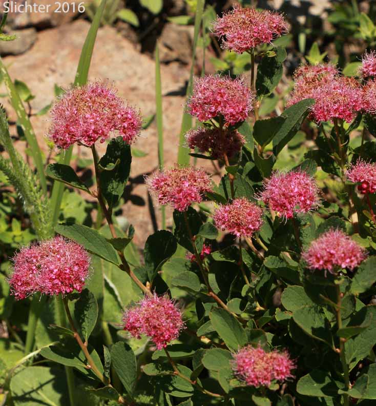 Subalpine Spiraea, Rose Meadowsweet: Spiraea splendens (Synonyms: Spiraea densiflora, Spiraea densiflora var. densiflora, Spiraea densiflora ssp. densiflora, Spiraea densiflora ssp. splendens, Spiraea densiflora var. splendens, Spiraea splendens var. rosea, Spiraea splendens var. splendens)