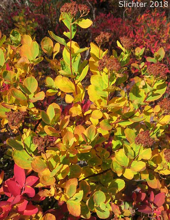 Fall foliage of Subalpine Spiraea, Rose Meadowsweet: Spiraea splendens (Synonyms: Spiraea densiflora, Spiraea densiflora var. densiflora, Spiraea densiflora ssp. densiflora, Spiraea densiflora ssp. splendens, Spiraea densiflora var. splendens, Spiraea splendens var. rosea, Spiraea splendens var. splendens)