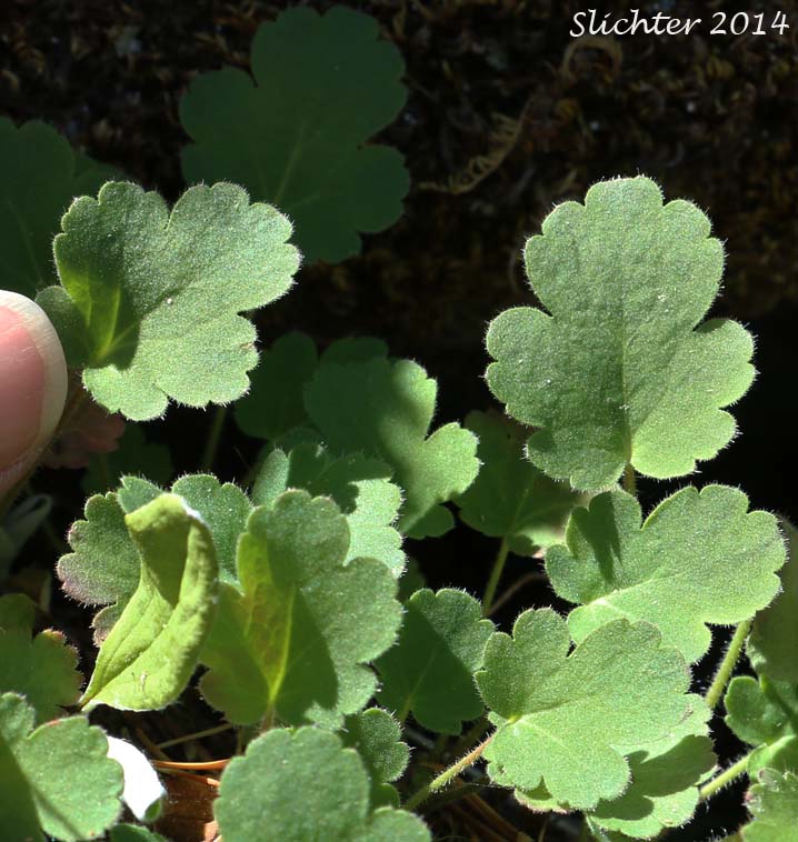 Basal leaves of Roundleaf Alumroot, Lava Alumroot: Heuchera cylindrica var. cylindrica (Synonym: Heuchera saxicola)