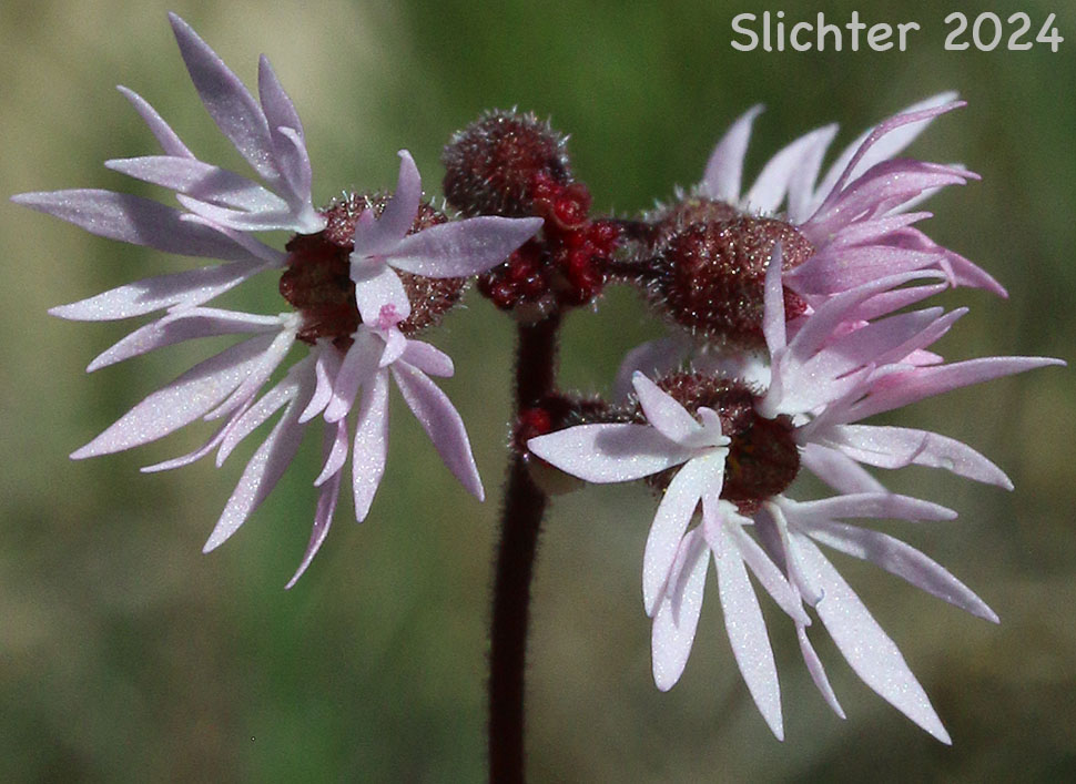 Flower of Bulbiferous Prairie-star, Bulblet Prairie Star, Bulbous Woodland-star: Lithophragma glabrum (Synonyms: Lithophragma bulbifera, Lithophragma bulbiferum, Lithophragma glabrum var. bulbiferum, Tellima bulbifera)