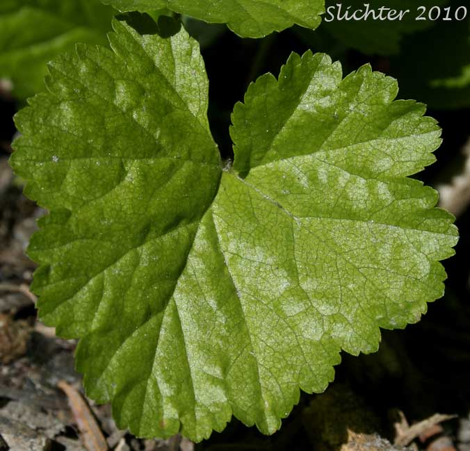 Basal leaf of Brewer's Bishops Cap, Brewer's Mitrewort, Feathery Mitrewort, Feathery Bishop's-cap: Pectiantia breweri (Synonyms: Brewerimitella breweri, Mitella breweri)