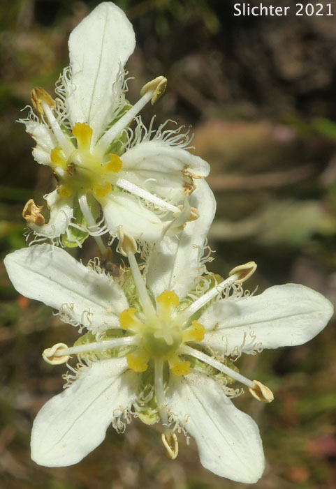 Fringed Grass-of-Parnassus: Parnassia fimbriata (Synonym: Parnassia fimbriata var. fimbriata)