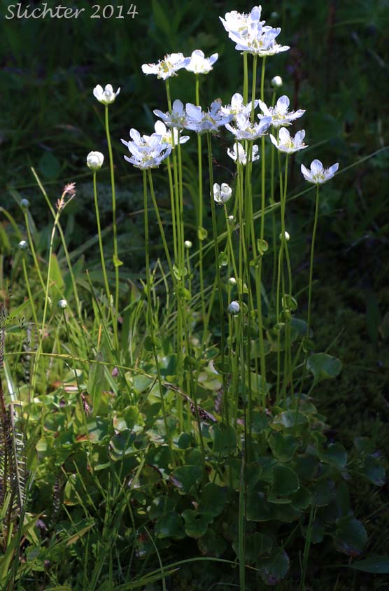 Fringed Grass-of-Parnassus: Parnassia fimbriata var. fimbriata