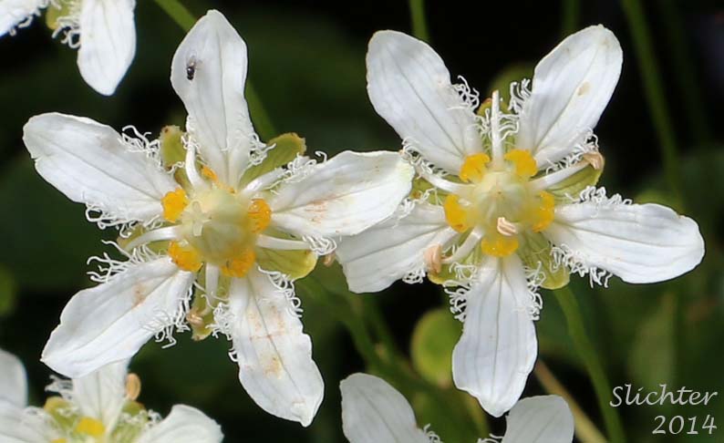 Flowers of Fringed Grass-of-Parnassus: Parnassia fimbriata var. fimbriata