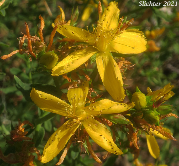 Common St. Johnswort, Common St. John's-wort, Klamathweed, Klamath Weed: Hypericum perforatum (Synonym: Hypericum perforatum ssp. perforatum)