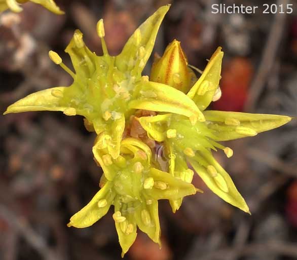 Lanceleaf Stonecrop, Lance-leaved Stonecrop, Spearleaf Stonecrop: Sedum lanceolatum var. lanceolatum (Synonyms: Amerosedum nesioticum, Sedum lanceolatum, Sedum lanceolatum ssp. lanceolatum, Sedum lanceolatum ssp. nesioticum, Sedum lanceolatum var. nesioticum, Sedum nesioticum, Sedum stenopetalum var. subalpinum)
