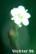 Roundleaf Sundew, Round-leaf Sundew: Drosera rotundifolia (Synonym: Drosera rotundifolia var. rotundifolia)