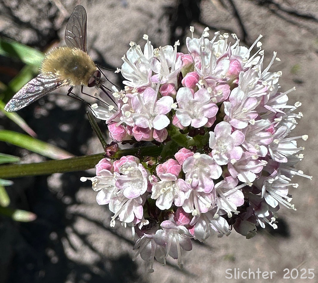 Inflorescen of Sitka Valerian, Mountain Heliotrope: Valeriana sitchensis (Synonyms: Valerianella sitchensis, Valeriana sitchensis ssp. sitchensis, Valeriana sitchensis var. hookeri, Valeriana sitchensis var. sitchensis)