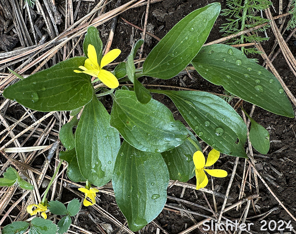 Baker's Violet, Yellow Prairie Violet: Viola bakeri (Synonyms: Viola nuttallii, Viola nuttallii var. bakeri)